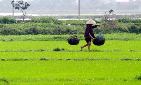 A rice field outside Hanoi, Vietnam.<br>