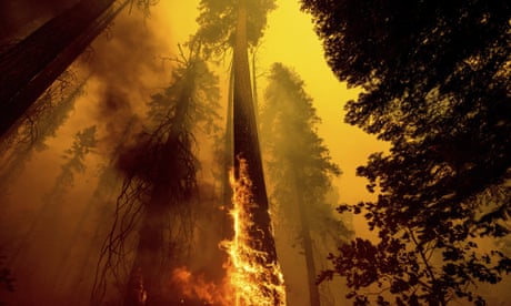 Полум'я від вогню вітру піднялося 19 вересня в стовбур гігантської секвої в національному лісі Секвойя в Каліфорнії.