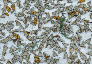 Nature – singles, third prize 
Monarch butterflies cover the forest floor of the Rosario butterfly sanctuary in Michoacán, Mexico