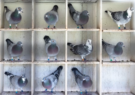Pigeons resting at Trevor Steeds loft.