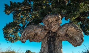 The Bird Tree of Ghisonaccia
