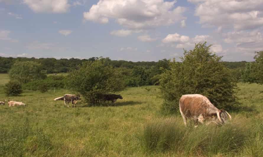 The BSE crisis in 1996 led to the removal of cattle from Epping forest.