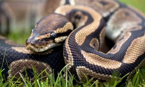 A royal python