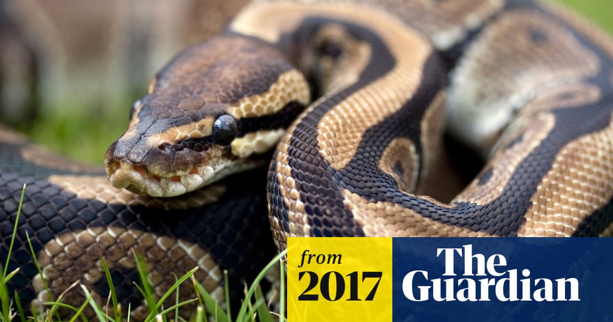 Owner of python found in Southend toilet lost snake two months ago ...