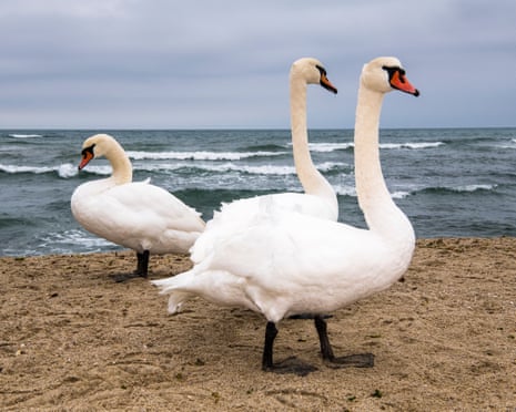 Three swans on a beach, two heading right, one facing left