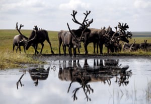 Reindeer husbandry is central to the Nenets’ way of life