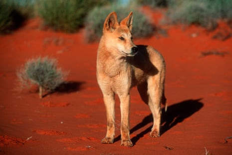 A dingo in Australia’s outback
