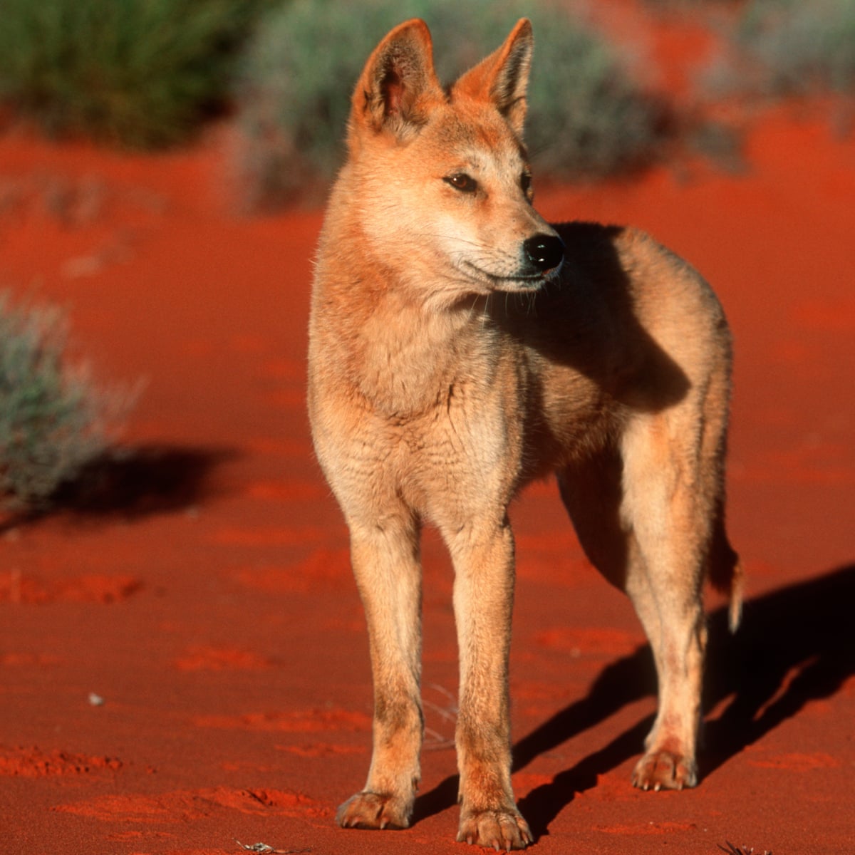 Brave' mother who fought off dingo that attacked son praised by WA premier | Western Australia | The Guardian