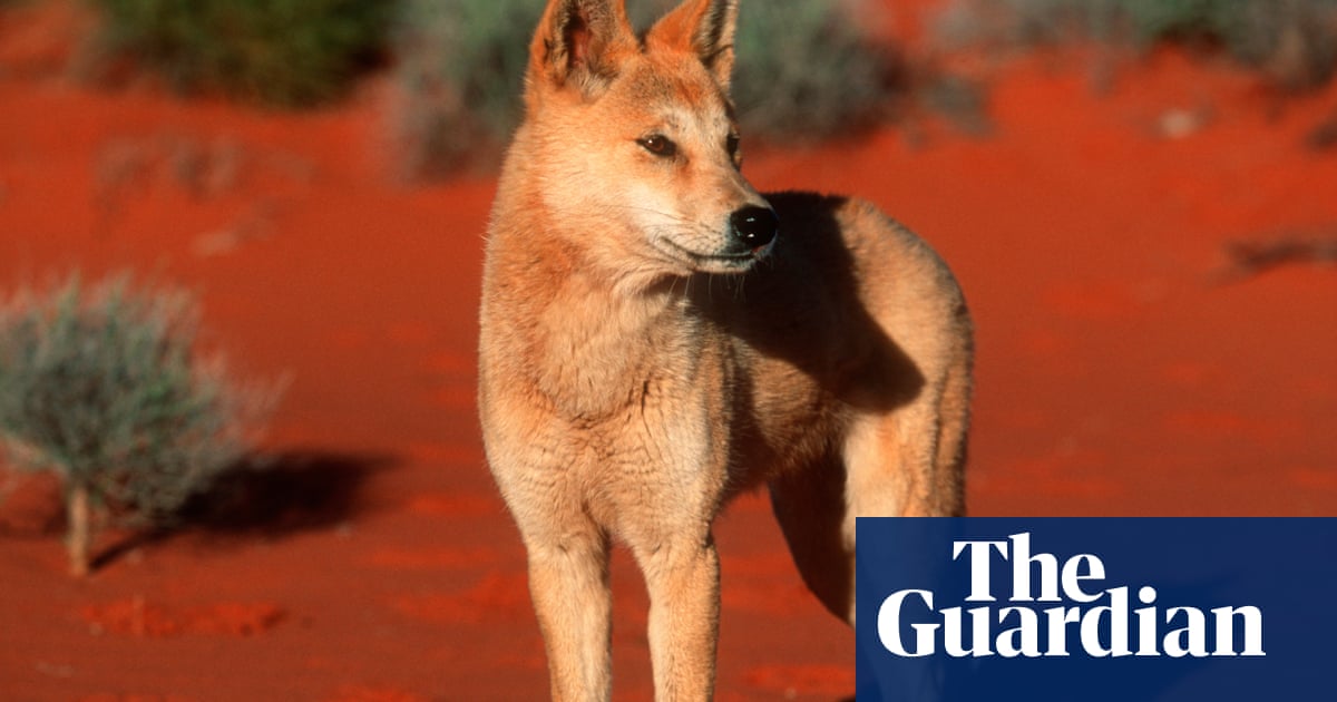 Research suggests that more than half of Australia’s dingoes are genetically pure, not hybrids