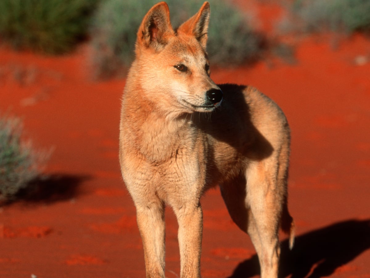 Can Dogs Play In The Rain? Unveiling the Truth!
