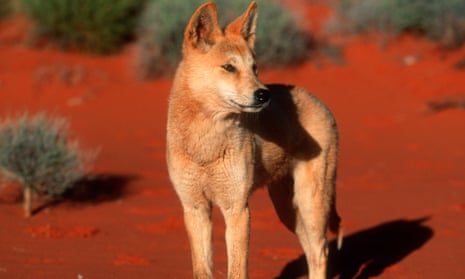 A dingo in the Australian outback