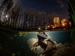 frog under water