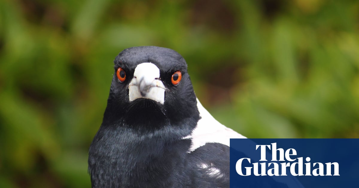 Land Of The Birds Why Australia Has The World S Greatest