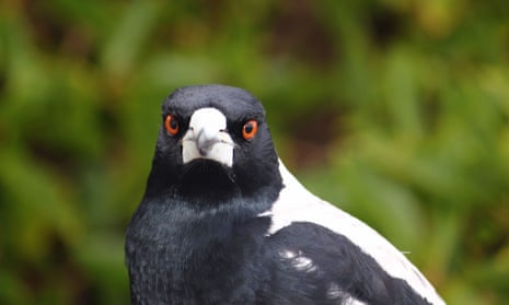 This magpie insists you vote for it in the Guardian’s Australian Bird of the Year poll. Or else. 