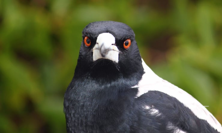 Why don’t Tasmanian magpies swoop people? It’s not black and white Why don’t Tasmanian magpies swoop people? It’s not black and white