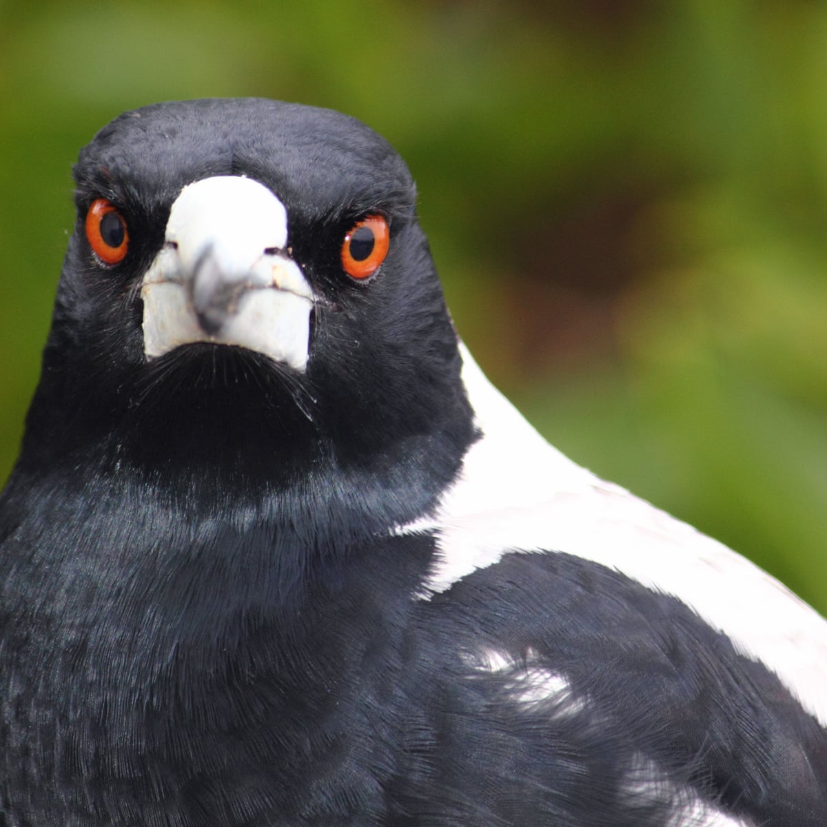 When magpies attack: the swooping, dive-bombing menace – and how ...