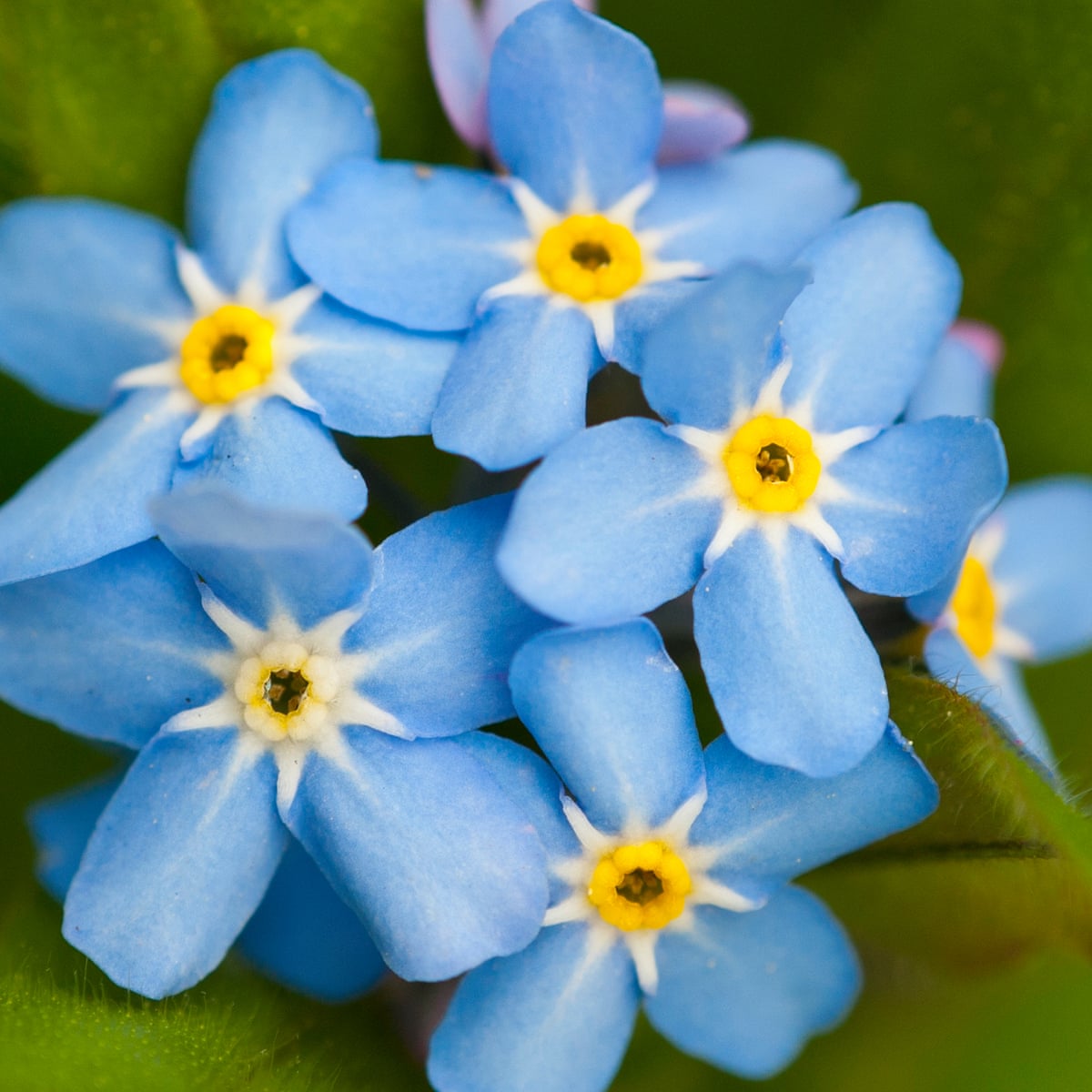 Are There Different Varieties Of Forget-Me-Nots? Exploring The World Of ...