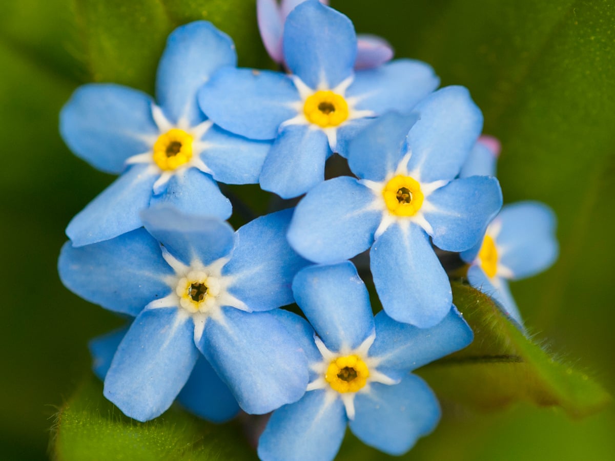 Plant of the week: forget-me-not, Gardens