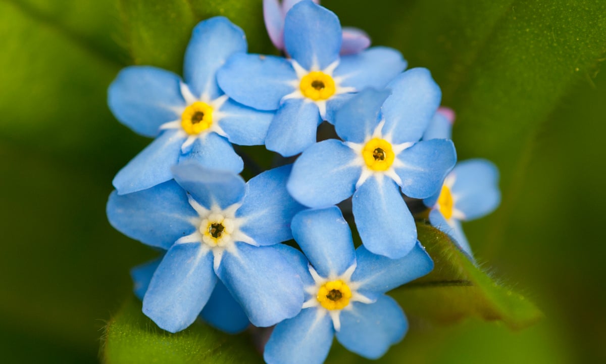 Plant of the week: forget-me-not | Gardens | The Guardian