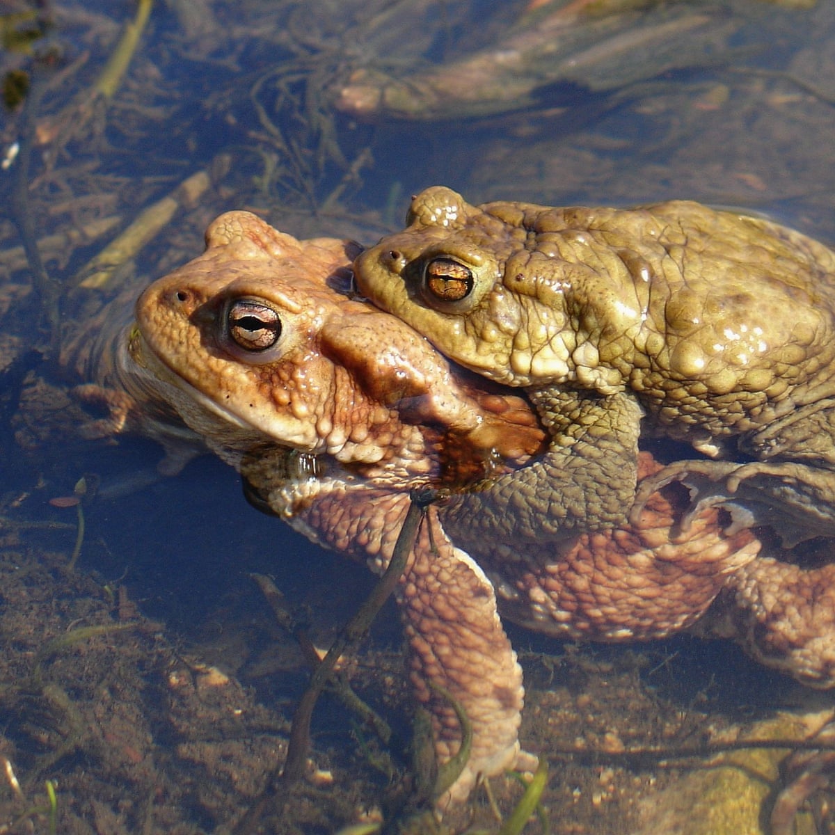 Common Toad