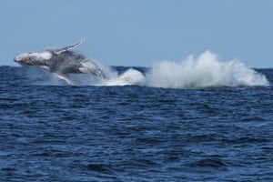 Two humpback whales breach off the coast of Port Stephens, north of Sydney, Australia