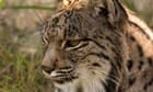 Iberian lynx that helped save species from extinction dies aged 20