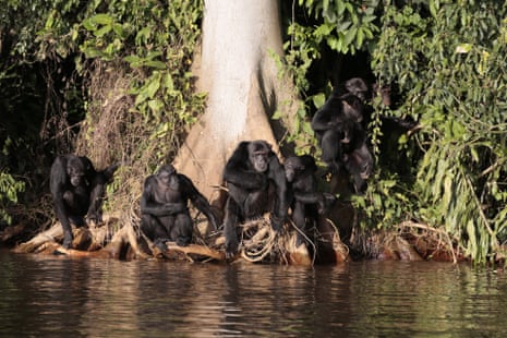 Seven chimps sitting in the roots of a tree by a pool