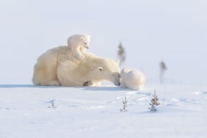 Um urso polar com dois filhotes