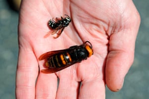 A dead Asian giant hornet, bottom, found in Washington state, next to a native bald-faced hornet.