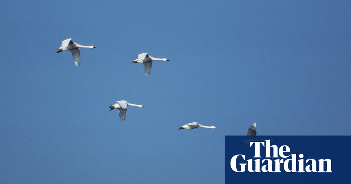 Which Birds Migrate in Winter from UK: Top Species Revealed