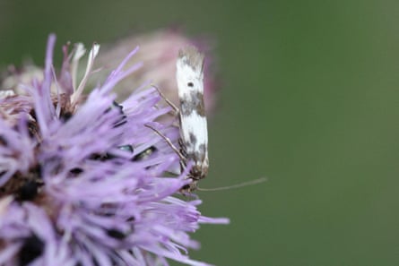 A black and white spotted moth