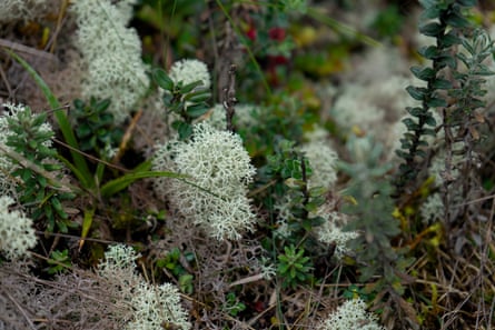 Lichen, small plants and grasses growing together