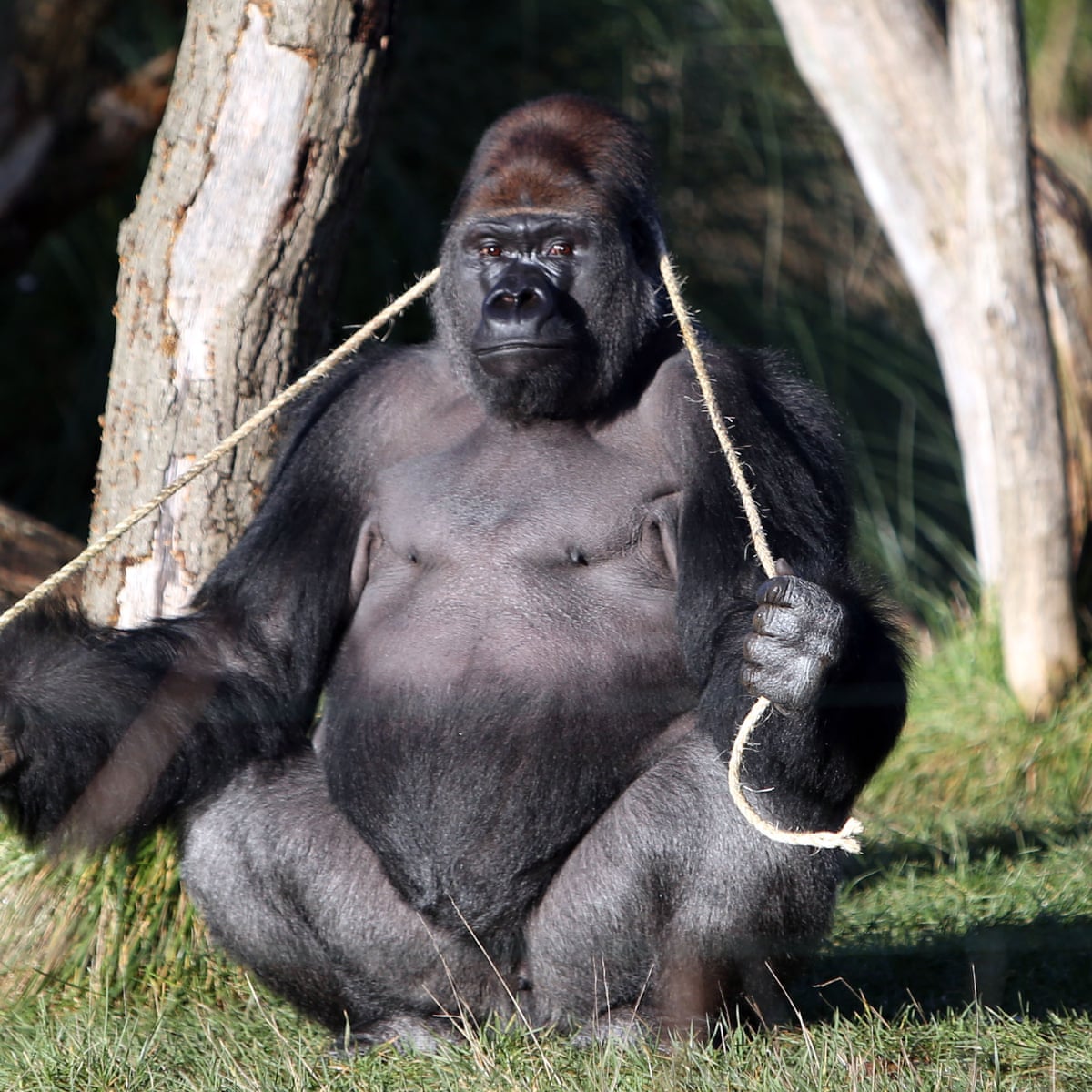 The Guardian view on zoos: respect our animal relatives | Editorial | The Guardian