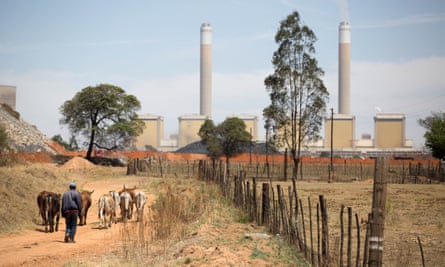 A man drives cattle near the Kendal power station in Mpumalanga province, South Africa.