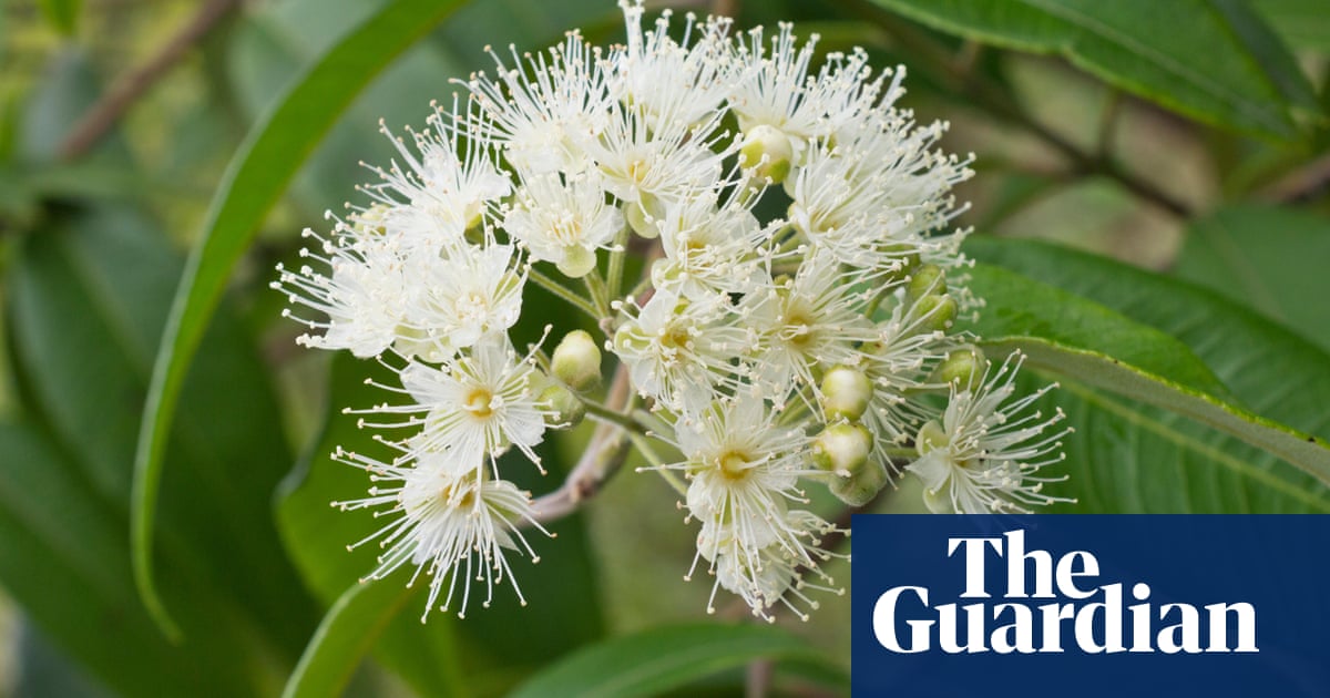 Fra desinficere Byen Super flower: lemon myrtle can clean, cook and makes great marshmallows |  Australian lifestyle | The Guardian