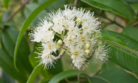 Lemon scented myrtle (Backhousia citriodora). 