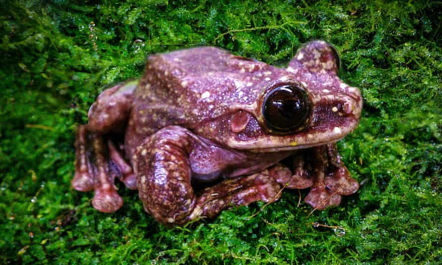 Toughie, believed to be the last Rabbs’ fringe-limbed tree frog in the world