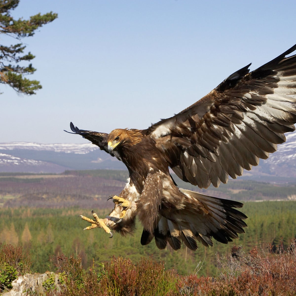 Golden Eagle Prices at Rebecca Bowens blog