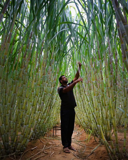 Sugar cane farmed in the Gaza Strip. Ecosystem services can make land more valuable than even lucrative cash crops such as sugar and cocoa.