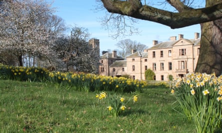 Daffodils at Cambo House, Kingsbarns, St Andrews, Scotland