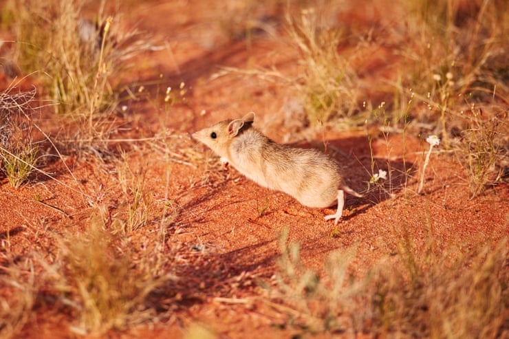 ‘Taking back the desert’: can Australia’s small marsupials learn how to live alongside their predator, the feral cat? ‘Taking back the desert’: can Australia’s small marsupials learn how to live alongside their predator, the feral cat?