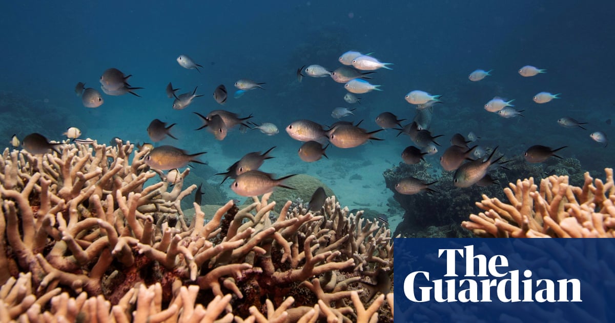 Great Barrier Reef should be listed as ‘in danger’, Unesco recommends
