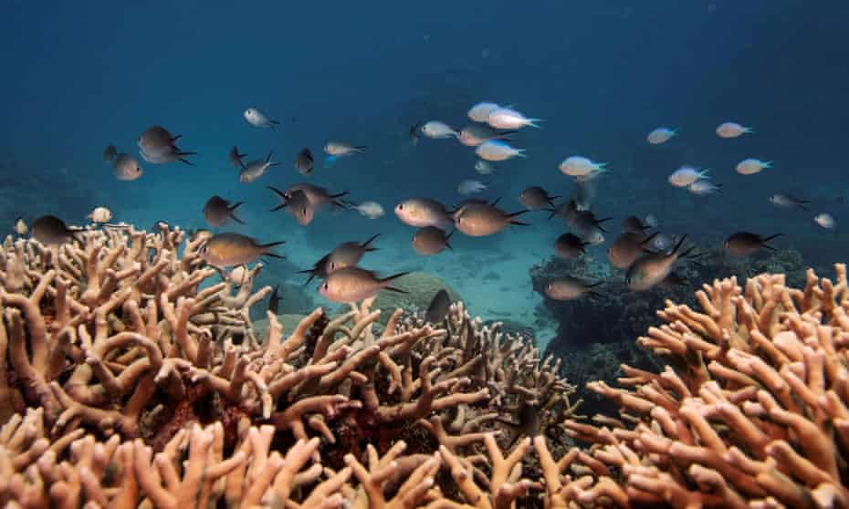 A school of fish swim above a staghorn coral colony in the Great Barrier Reef