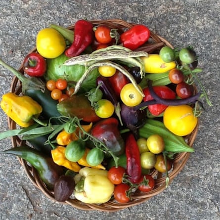 Variety of produce from Prabhakar Rao's farm in Bangalore.