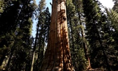 Sequoia