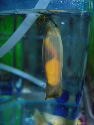 14 to 15-week-old shark embryo.