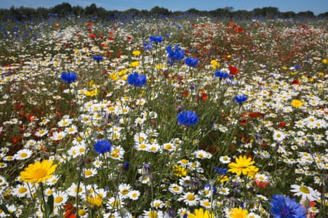 Wildflowers, including poppies, corn marigold, cornflowers, and corn chamomile being grown for seed by Landlife on Fir Tree Farm, Merseyside.