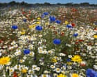 Wildlife-filled childhoods have been lost | Letters
