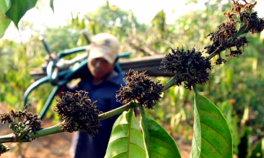 A Vietnamese farmer walks past a drought-hit coffee plantation in the Daklak province.