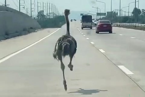 Uma avestruz corre por uma autoestrada.